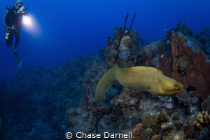 "Green Dragon"
A diver illuminates an eel with his torch. by Chase Darnell 